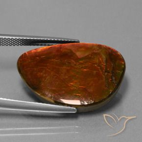 Ammolite Multicolore naturelle Fantaisie, 18.53 ct, Opaque
