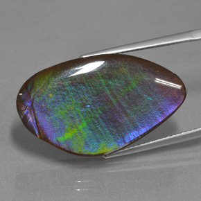 Ammolite Multicolore naturelle Forme fantaisie, 17.25 ct, Opaque
