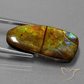 Ammolite Multicolore naturelle Fantaisie, 13.89 ct, Opaque
