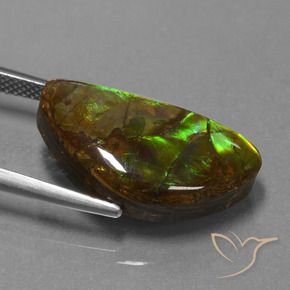 Ammolite Multicolore naturelle Fantaisie, 11.30 ct, Opaque