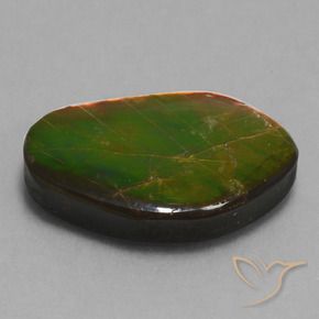 Ammolite Multicolore naturelle Fantaisie, 14.61 ct, Opaque