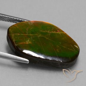 Ammolite Multicolore naturelle Fantaisie, 14.61 ct, Opaque