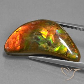 Ammolite Multicolore naturelle Fantaisie, 17.19 ct, Opaque
