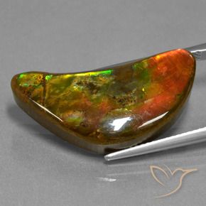 Ammolite Multicolore naturelle Fantaisie, 17.19 ct, Opaque
