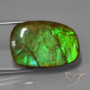 Ammolite Multicolore naturelle Fantaisie, 13.93 ct, Opaque