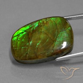 Ammolite Multicolore naturelle Fantaisie, 13.93 ct, Opaque