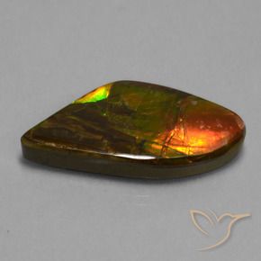 Ammolite Multicolore naturelle Fantaisie, 21.71 ct, Opaque