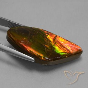 Ammolite Multicolore naturelle Fantaisie, 21.71 ct, Opaque