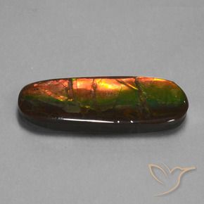 Ammolite Multicolore naturelle Fantaisie, 24.02 ct, Opaque
