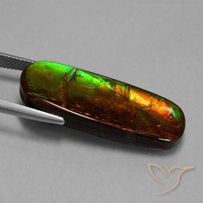 Ammolite Multicolore naturelle Fantaisie, 24.02 ct, Opaque