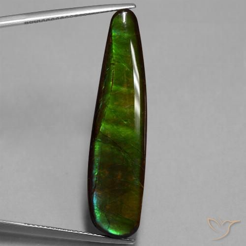 Ammolite Multicolore naturelle Fantaisie, 19.66 ct, Opaque