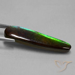 Ammolite Multicolore naturelle Fantaisie, 19.66 ct, Opaque