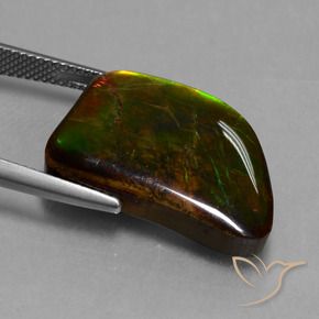 Ammolite Multicolore naturelle Fantaisie, 15.62 ct, Opaque
