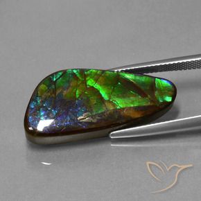 Ammolite Multicolore naturelle Fantaisie, 16.76 ct, Opaque