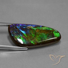 Ammolite Multicolore naturelle Fantaisie, 16.76 ct, Opaque