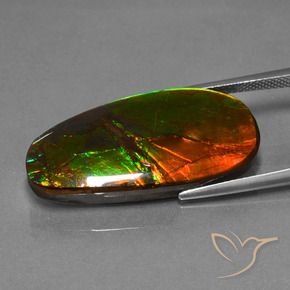 Ammolite Multicolore naturelle Fantaisie, 21.63 ct, Opaque