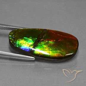 Ammolite Multicolore naturelle Fantaisie, 21.63 ct, Opaque