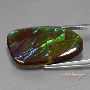 Ammolite Multicolore naturelle Fantaisie, 23.16 ct, Opaque