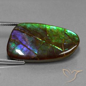 Ammolite Multicolore naturelle Fantaisie, 23.16 ct, Opaque