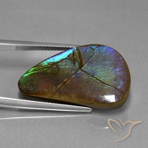Ammolite Multicolore naturelle Fantaisie, 20.44 ct, Opaque