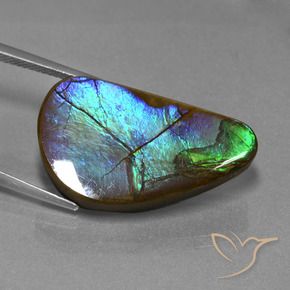 Ammolite Multicolore naturelle Fantaisie, 20.44 ct, Opaque