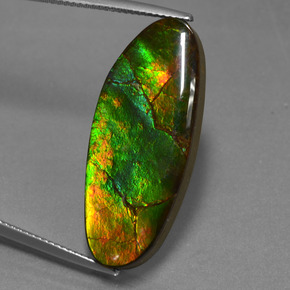 Ammolite multicolore naturelle forme fantaisie, 17,75 ct, opaque
