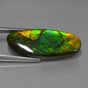Ammolite multicolore naturelle forme fantaisie, 17,75 ct, opaque