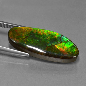 Ammolite multicolore naturelle forme fantaisie, 17,75 ct, opaque
