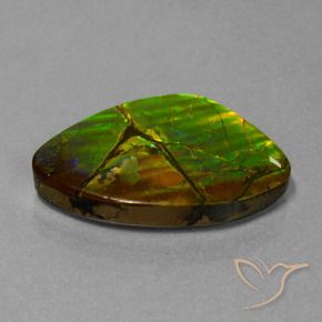 Ammolite Multicolore naturelle Fantaisie, 24.51 ct, Opaque