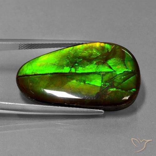 Ammolite Multicolore naturelle Fantaisie, 21.60 ct, Opaque