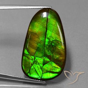 Ammolite Multicolore naturelle Fantaisie, 21.60 ct, Opaque