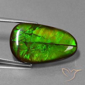 Ammolite Multicolore naturelle Fantaisie, 21.60 ct, Opaque