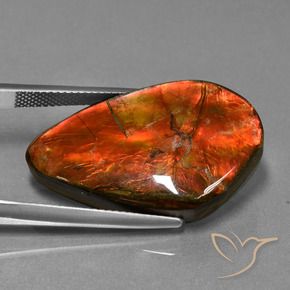 Ammolite Multicolore naturelle Fantaisie, 23.21 ct, Opaque