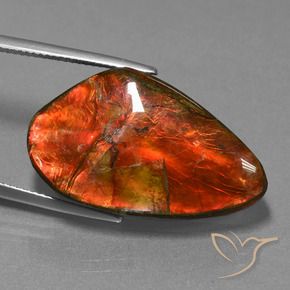 Ammolite Multicolore naturelle Fantaisie, 23.21 ct, Opaque