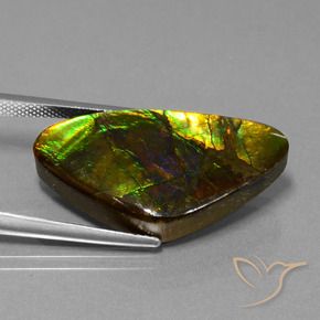 Ammolite Multicolore naturelle Fantaisie, 18.77 ct, Opaque