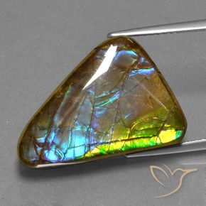 Ammolite Multicolore naturelle Trillion, 13.18 ct, Opaque