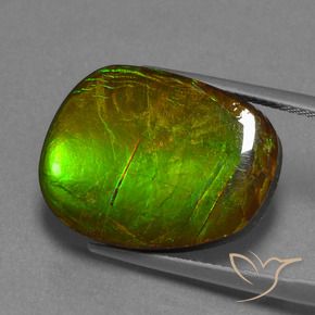 Ammolite Multicolore naturelle Fantaisie, 14.13 ct, Opaque