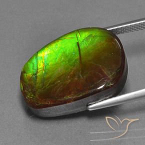 Ammolite Multicolore naturelle Fantaisie, 14.13 ct, Opaque