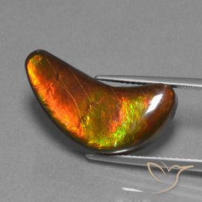 Ammolite Multicolore naturelle Fantaisie, 12.08 ct, Opaque