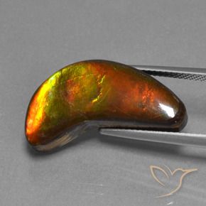 Ammolite Multicolore naturelle Fantaisie, 12.08 ct, Opaque