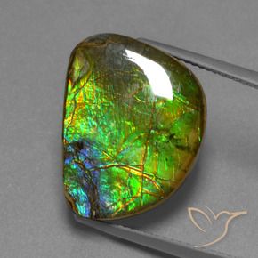 Ammolite Multicolore naturelle Fantaisie, 12.44 ct, Opaque