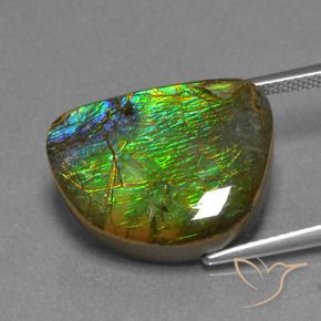 Ammolite Multicolore naturelle Fantaisie, 12.44 ct, Opaque