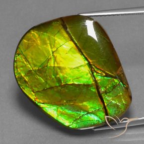 Ammolite Multicolore naturelle Fantaisie, 21.26 ct, Opaque