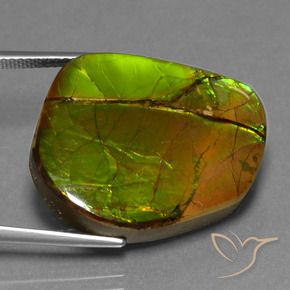 Ammolite Multicolore naturelle Fantaisie, 21.26 ct, Opaque