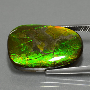 Ammolite Multicolore naturelle Forme fantaisie, 24.20 ct, Opaque