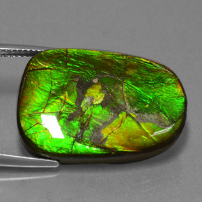 Ammolite Multicolore naturelle Forme fantaisie, 24.20 ct, Opaque
