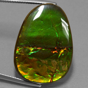 Ammolite multicolore naturelle forme fantaisie, 24,70 ct, opaque