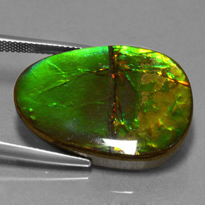 Ammolite multicolore naturelle forme fantaisie, 24,70 ct, opaque