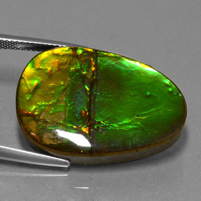 Ammolite multicolore naturelle forme fantaisie, 24,70 ct, opaque