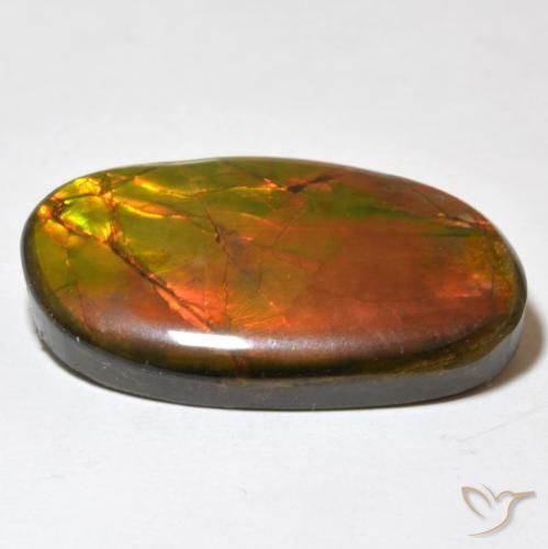 Ammolite Multicolore naturelle Fantaisie, 21.93 ct, Opaque